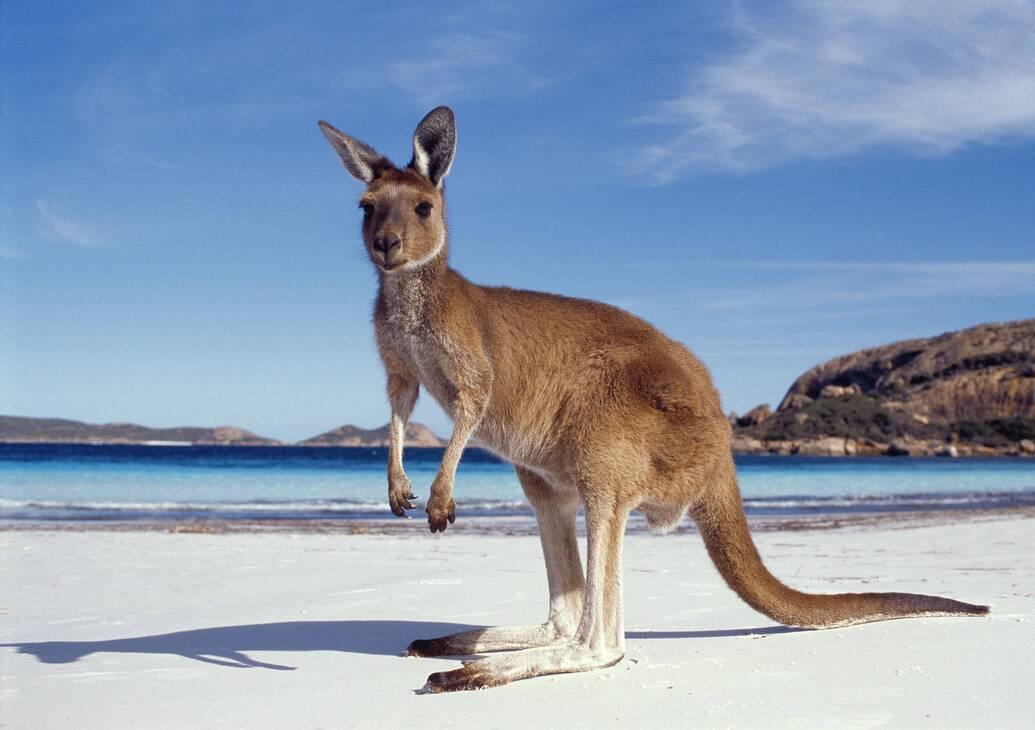 Boomerang australie